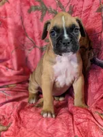 Hazel/ 50%Euro, a female Boxer for sale in Plymouth, IN – Photo 7 of 10
