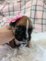 processed/7fa52098-fff3-452e-9fa6-93ba4a11f1d1/listing/3dad3876-6093-4b2b-9ca3-48ee7c53f342/2b31aea7-03a6-4861-a265-b576e2d94828