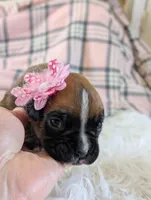 processed/7fa52098-fff3-452e-9fa6-93ba4a11f1d1/listing/3dad3876-6093-4b2b-9ca3-48ee7c53f342/44cb1be7-c292-4ab1-9bde-9c00495f12c3