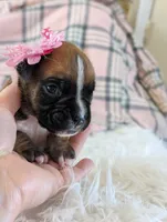 processed/7fa52098-fff3-452e-9fa6-93ba4a11f1d1/listing/3dad3876-6093-4b2b-9ca3-48ee7c53f342/46143efd-991c-43a7-8539-5703b913cdb2