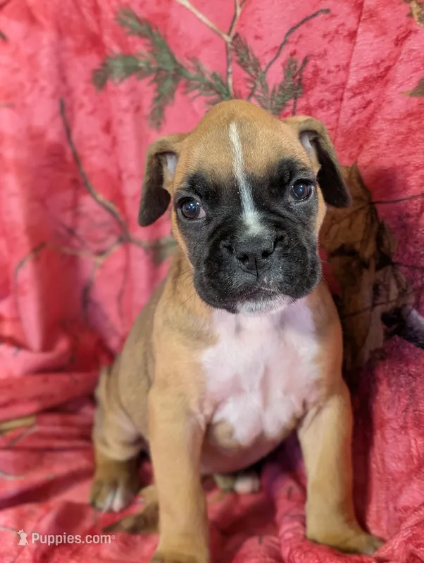 Hazel/ 50%Euro, a female Boxer for sale in Plymouth, IN – Photo 1 of 10