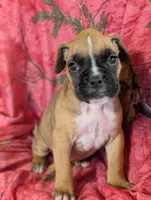 Hazel/ 50%Euro, a female Boxer for sale in Plymouth, IN – Photo 4 of 10