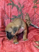 Hazel/ 50%Euro, a female Boxer for sale in Plymouth, IN – Photo 3 of 10