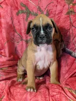 Hazel/ 50%Euro, a female Boxer for sale in Plymouth, IN – Photo 8 of 10