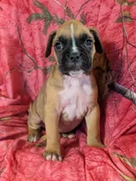 Hazel/ 50%Euro, a female Boxer for sale in Plymouth, IN – Photo 9 of 10