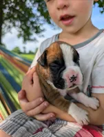 Sonya-Euro, a female Boxer for sale in Plymouth, IN – 2 of 3