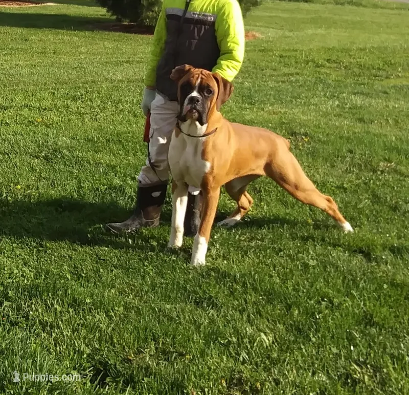 Piper – Boxer puppy for sale in Plymouth, IN