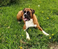 Piper, a female Boxer for sale in Plymouth, IN – 2 of 4