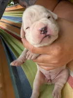 Diamond-Euro, a female Boxer for sale in Plymouth, IN – 4 of 6