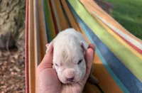 Diamond-Euro, a female Boxer for sale in Plymouth, IN – 3 of 6