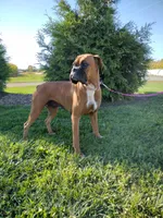 Sophie , a female Boxer for sale in Plymouth, IN – 2 of 3