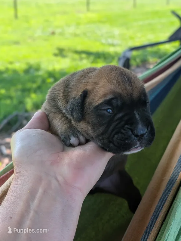 Lancer-Euro – Boxer puppy for sale in Plymouth, IN