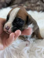 processed/7fa52098-fff3-452e-9fa6-93ba4a11f1d1/listing/89ce7f7e-f709-48c8-9635-47e4c57f47a9/6d720f3b-bdde-4e6b-977b-37870dde3ea3