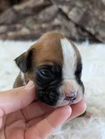 processed/7fa52098-fff3-452e-9fa6-93ba4a11f1d1/listing/89ce7f7e-f709-48c8-9635-47e4c57f47a9/6e344fe3-b658-449f-94a6-76e38b1cf769