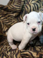 Riley/50%Euro, a male Boxer for sale in Plymouth, IN – Photo 3 of 8