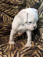 Riley/50%Euro, a male Boxer for sale in Plymouth, IN – Photo 2 of 8