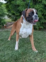 Riley/50%Euro, a male Boxer for sale in Plymouth, IN – Photo 8 of 8