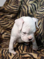 Riley/50%Euro, a male Boxer for sale in Plymouth, IN – Photo 5 of 8