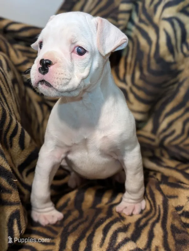 Riley/50%Euro, a male Boxer for sale in Plymouth, IN – Photo 1 of 8