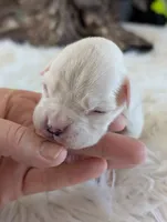 processed/7fa52098-fff3-452e-9fa6-93ba4a11f1d1/listing/8d7de56a-5737-4b42-8468-b3ae492ce6ef/f001ffb0-2f89-49f6-90a8-15b19abb568f