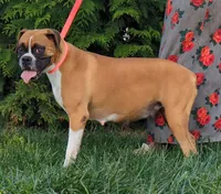 Riley/50%Euro, a male Boxer for sale in Plymouth, IN – Photo 7 of 8