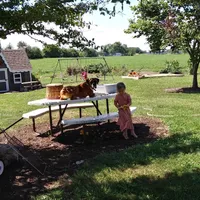 Piper, a female Boxer for sale in Plymouth, IN – 4 of 4