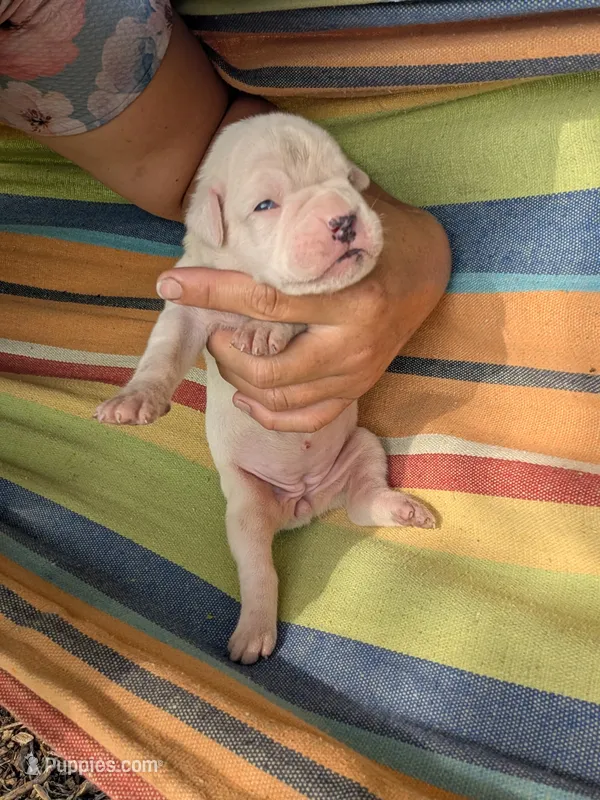 Diamond-Euro – Boxer puppy for sale in Plymouth, IN