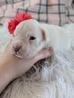 processed/7fa52098-fff3-452e-9fa6-93ba4a11f1d1/listing/acacd870-8183-476b-a709-0c50d38dadb7/1c672351-97b8-43ed-a532-0e27908ad926