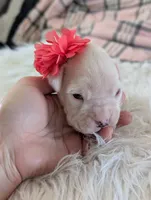 processed/7fa52098-fff3-452e-9fa6-93ba4a11f1d1/listing/acacd870-8183-476b-a709-0c50d38dadb7/58c2e6e6-8e4c-4699-98b7-9f93e22f6b6c