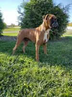 Sophie , a female Boxer for sale in Plymouth, IN – 3 of 3