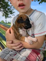 Sonya-Euro, a female Boxer for sale in Plymouth, IN – 3 of 3
