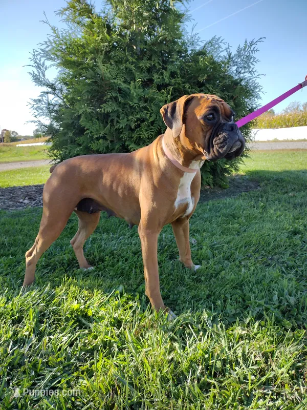 Sophie  – Boxer puppy for sale in Plymouth, IN