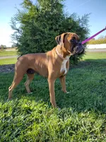 Sophie , a female Boxer for sale in Plymouth, IN – 1 of 3