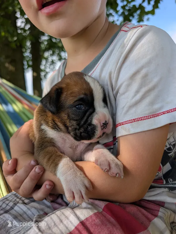 Sonya-Euro – Boxer puppy for sale in Plymouth, IN