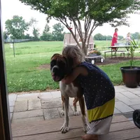 Piper, a female Boxer for sale in Plymouth, IN – 3 of 4