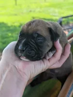 Lancer-Euro, a male Boxer for sale in Plymouth, IN – 2 of 3