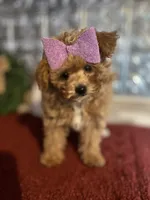 Molly, a female Pomapoo for sale in Indianapolis, IN – 2 of 5