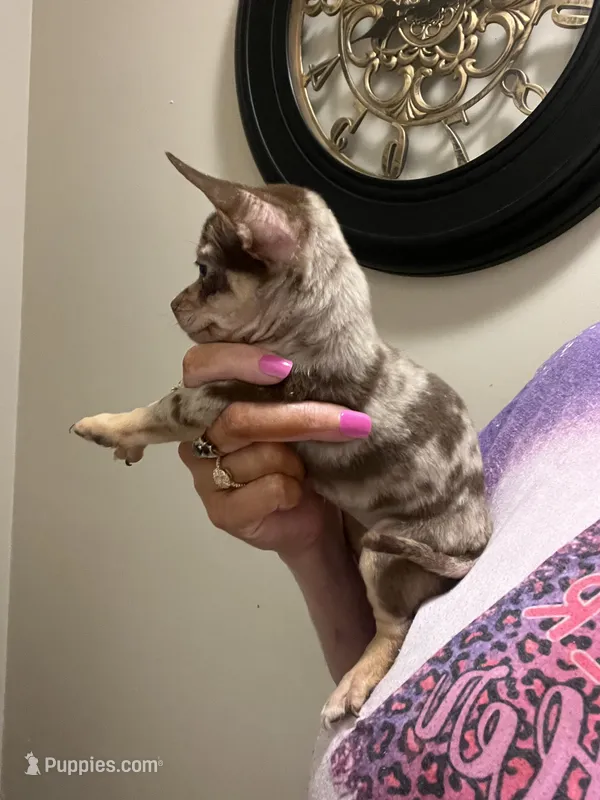 Bella-Teacup-(Merle) – Chihuahua puppy for sale in Indianapolis, IN