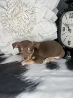 Brownie, a male Chihuahua for sale in Indianapolis, IN – 4 of 5