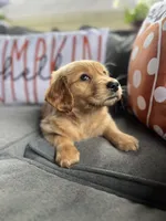Max, a male Golden Retriever for sale in Indianapolis, IN – 2 of 4