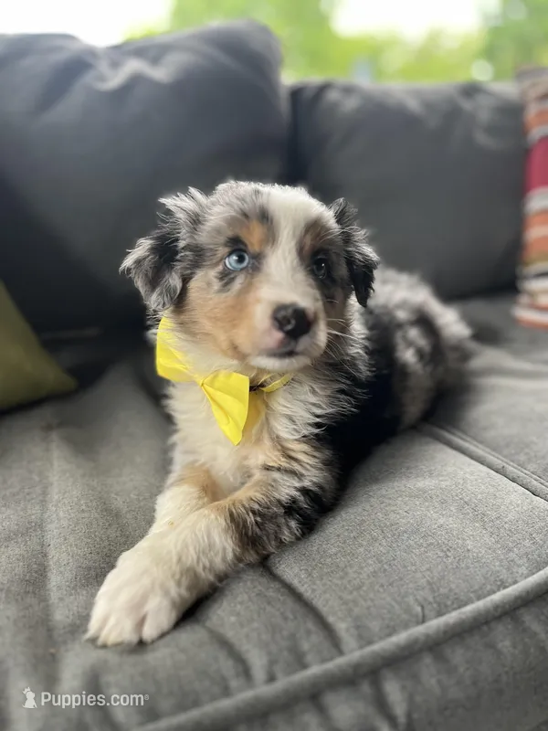 Mac – Australian Shepherd puppy for sale in Indianapolis, IN
