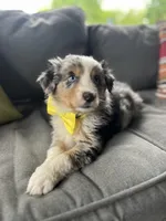 Mac, a male Australian Shepherd for sale in Indianapolis, IN – 1 of 4