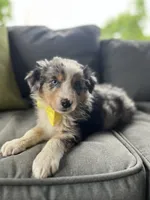 Mac, a male Australian Shepherd for sale in Indianapolis, IN – 2 of 4