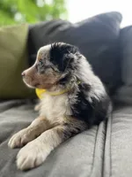 Mac, a male Australian Shepherd for sale in Indianapolis, IN – 3 of 4