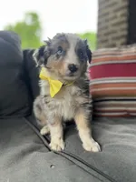 Mac, a male Australian Shepherd for sale in Indianapolis, IN – 4 of 4