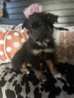 Chloe, a female Australian Shepherd for sale in Indianapolis, IN – 6 of 7