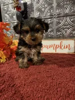 Jack, a male Yorkshire Terrier for sale in Indianapolis, IN – 2 of 4