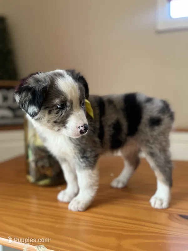 Maverick -(BLUE MERLE) – Australian Shepherd puppy for sale in Indianapolis, IN