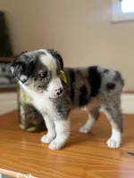 Maverick -(BLUE MERLE), a male Australian Shepherd for sale in Indianapolis, IN – 4 of 4