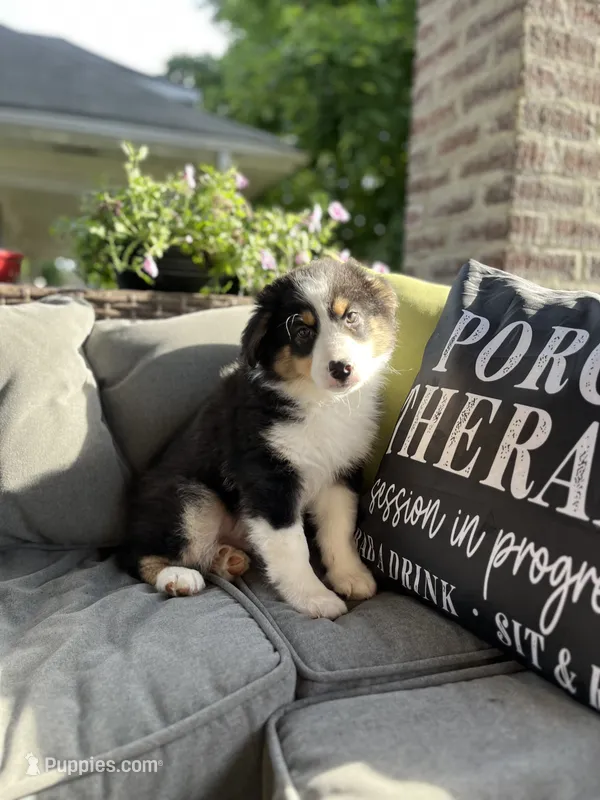 Maverick – Australian Shepherd puppy for sale in Indianapolis, IN